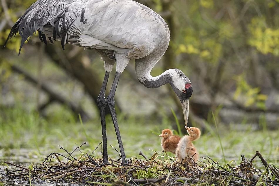 Kranich bei der Aufzucht der Jungen. Foto: Stiftung Naturschutz/Dieter Damschen